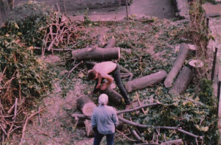 Back yard tree removal